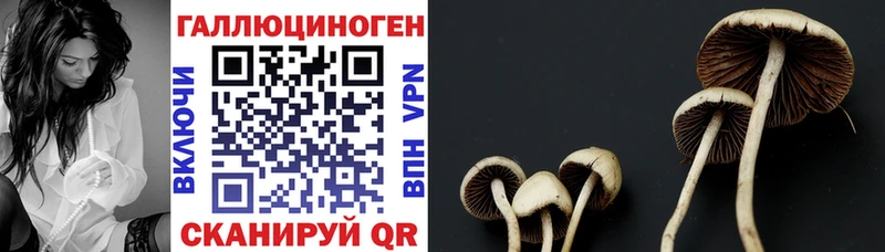 Галлюциногенные грибы ЛСД  закладка  блэк спрут tor  Чулым 